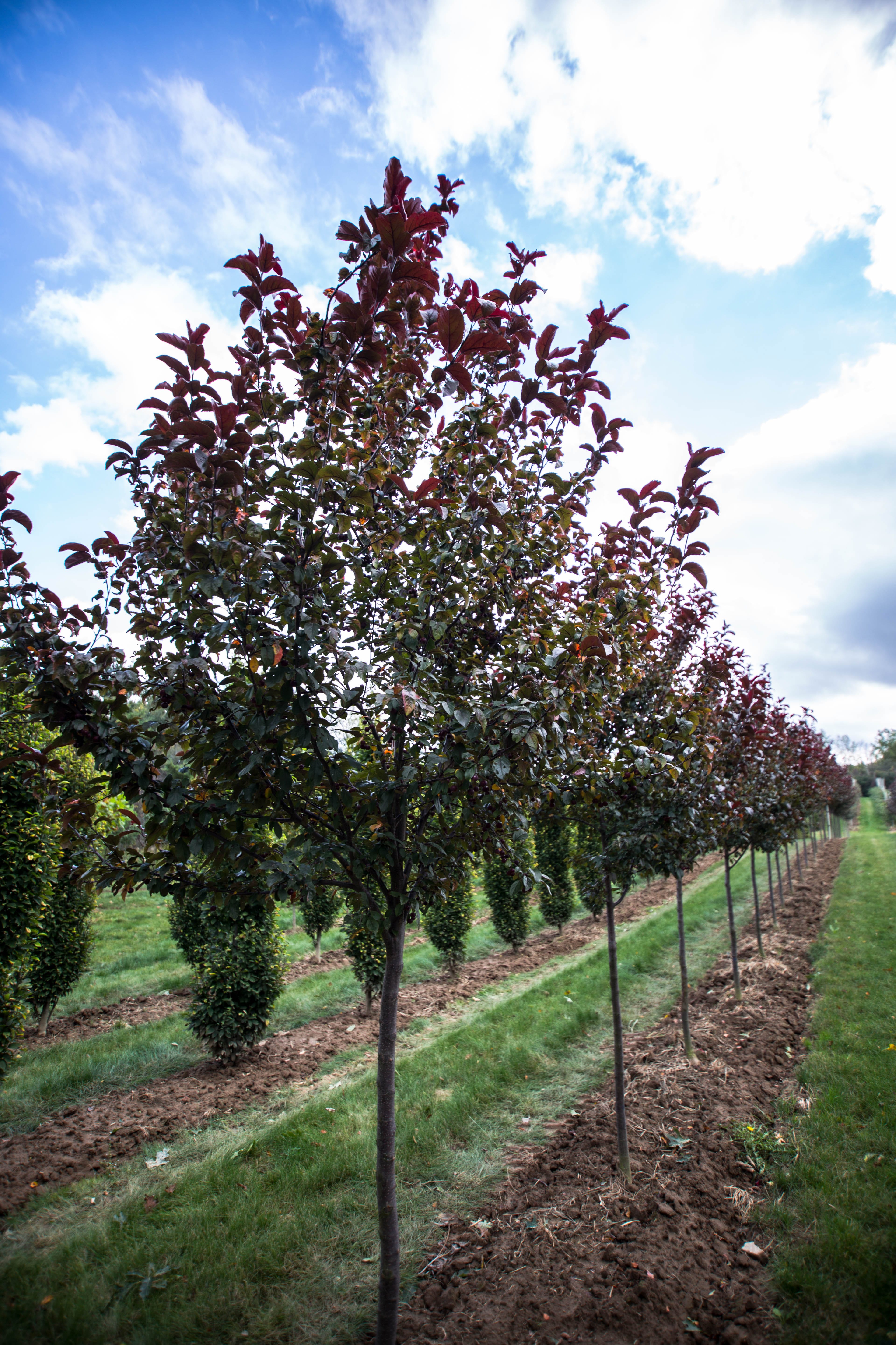 Malus toringo ‘Scarlett’